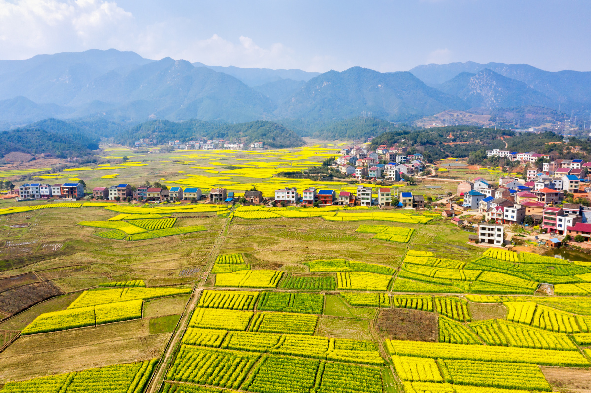 2021年2月航拍湖南省株洲市茶陵县云阳山下的油菜花田