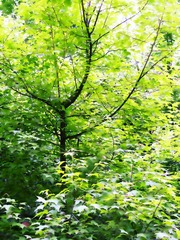 IMG_2468.jpg