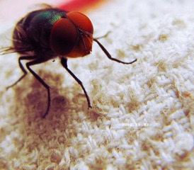 IMG_1699.JPG