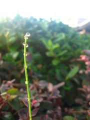 IMG_2128.JPG