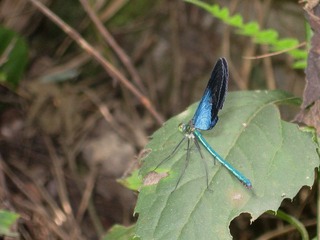 IMG_2230_副本_副本.jpg