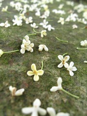 IMG_3575.JPG