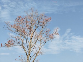 1000286605