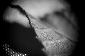 Leaf