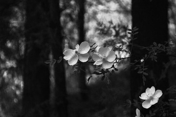 E94057AF-FFF0-46F1-8482-8D9F20CDDB5E/L0/001
