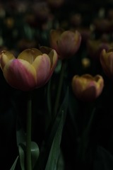 12822AEA-5D79-4108-A68E-B3B42992DD9A/L0/001