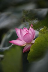 荷花1
