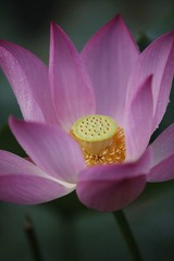 荷花4