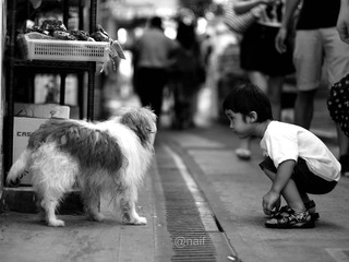 dog.jpg