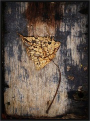 Les Feuilles Mortesc.jpg