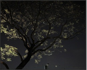 tree talk.jpg