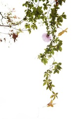 morning-glory.JPG