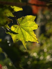 cPC120564.JPG