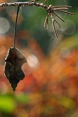 cPC120665.JPG