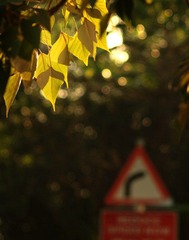 cPC120842.JPG