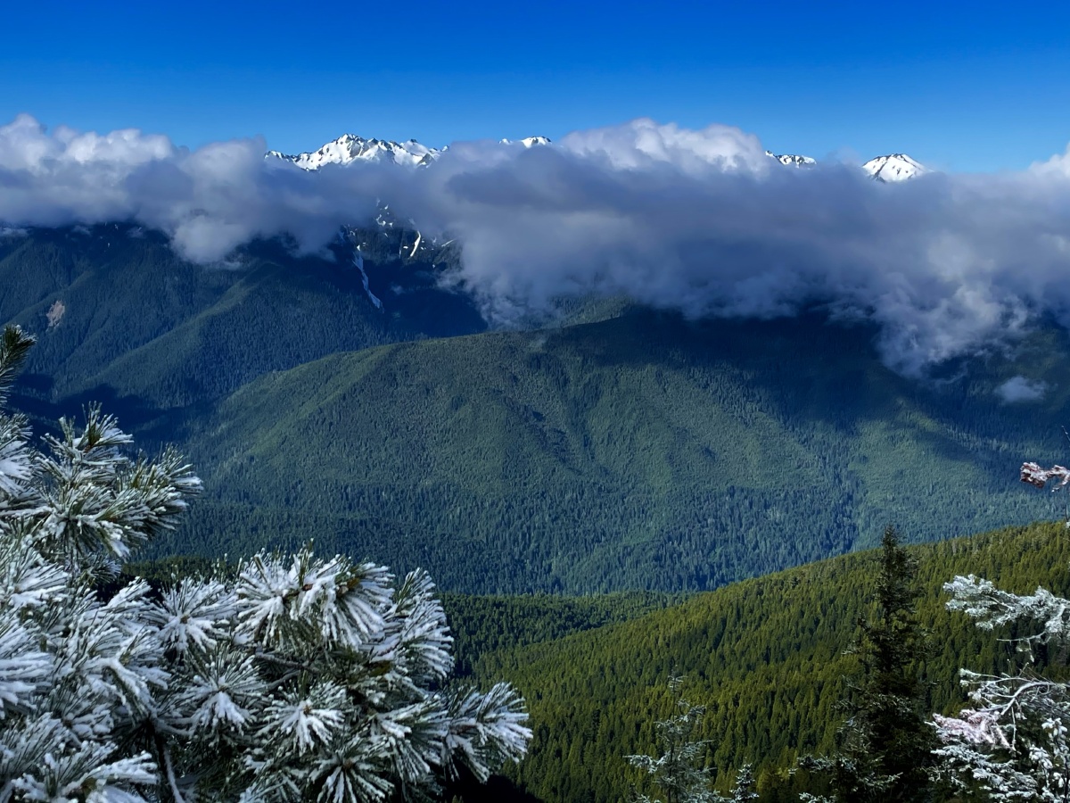 雪松 雪山 云雾…摄于西雅图奥林匹克公园