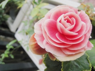 IMG_1421_副本.jpg