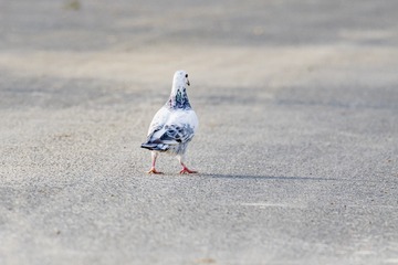 1930338