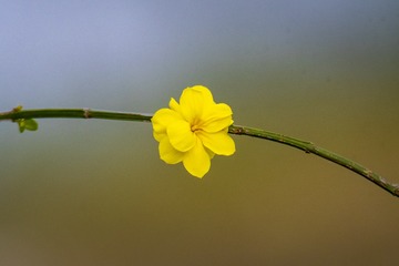 2721486
