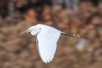 2126771