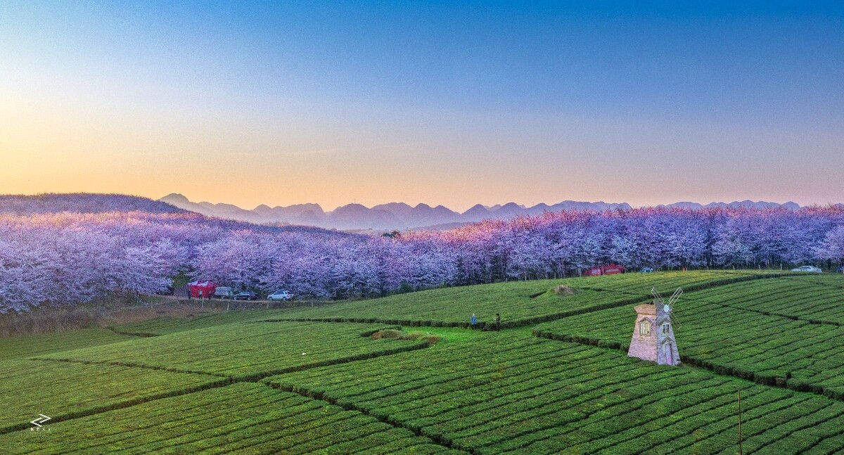 贵阳贵安新区樱花图片