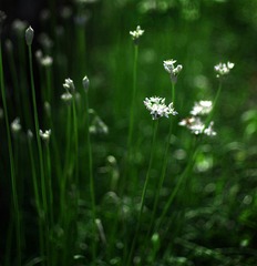 韭菜花.jpg