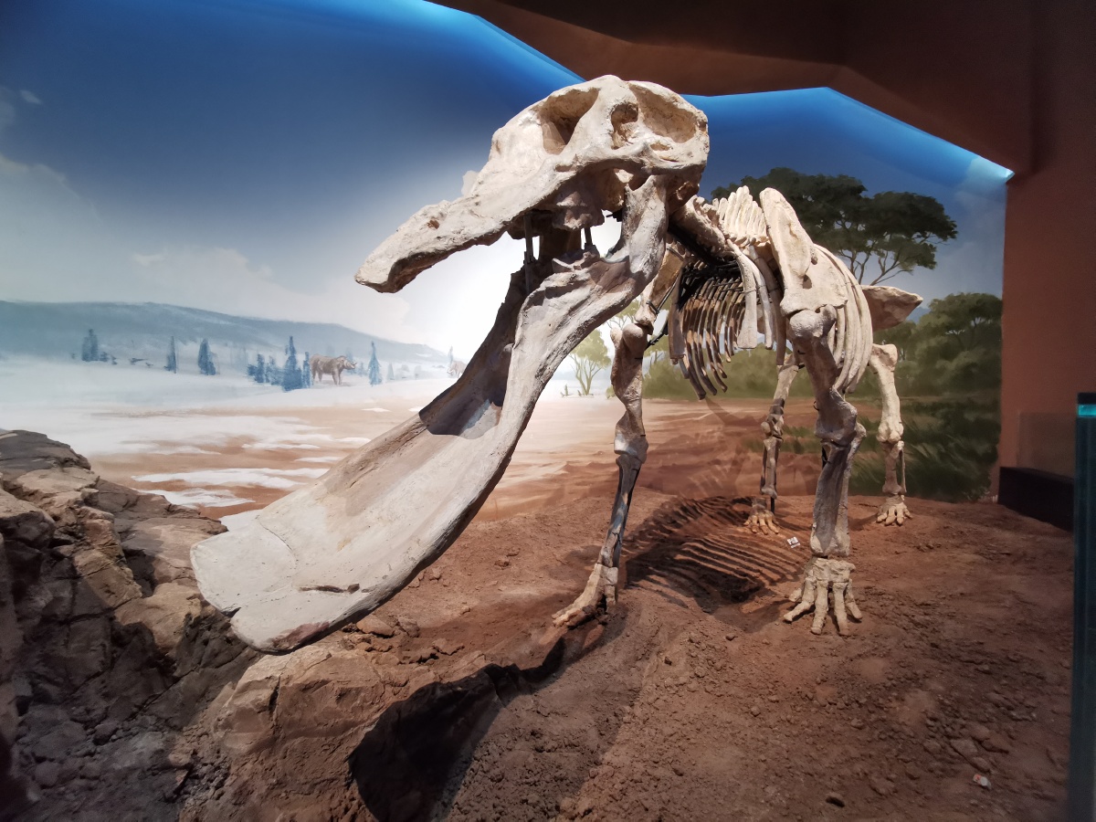 大唇犀恐龙化石