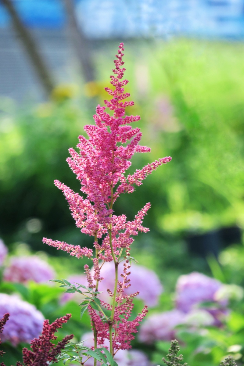 《落新妇》又名:马尾参,虎耳草科.