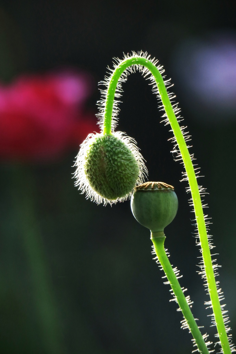 花蕾与果实虞美人的花蕾遇见其果实的画面