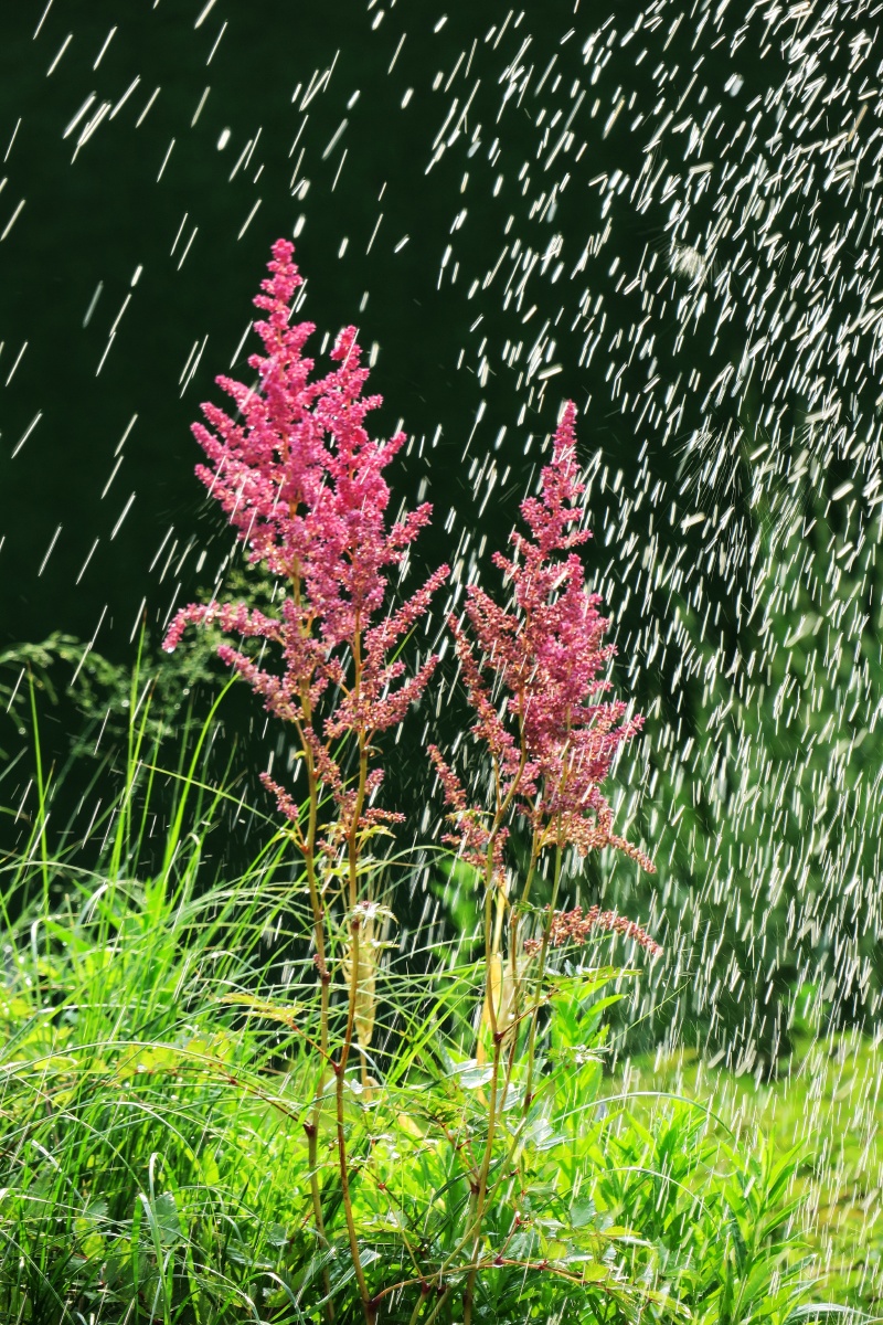 《落新妇》又名:马尾参,虎耳草科.