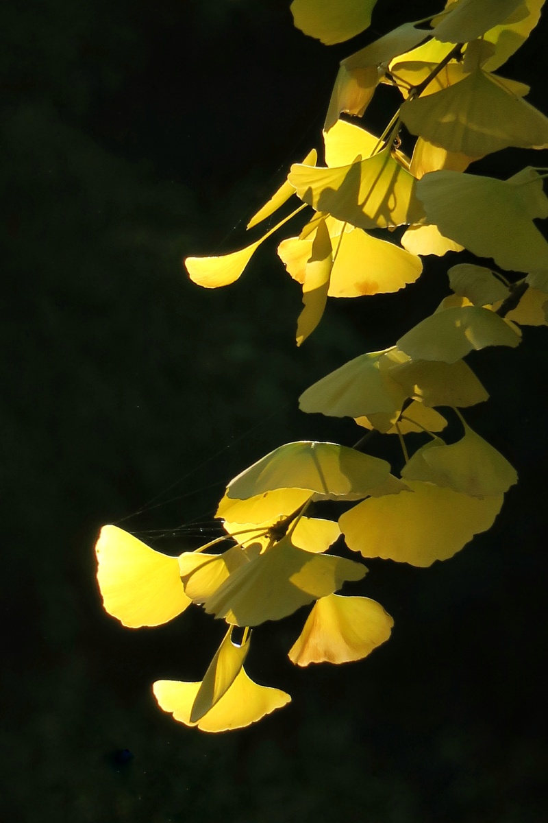《银杏枝》秋季它的叶子变为金黄色,是秋景的主要贡献者. - 老胡300 -