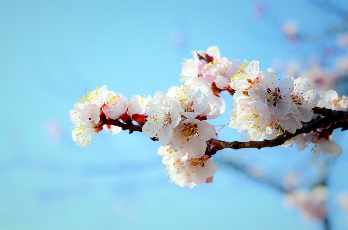 樱花烂漫 - 寻找发现beautiful - 图虫