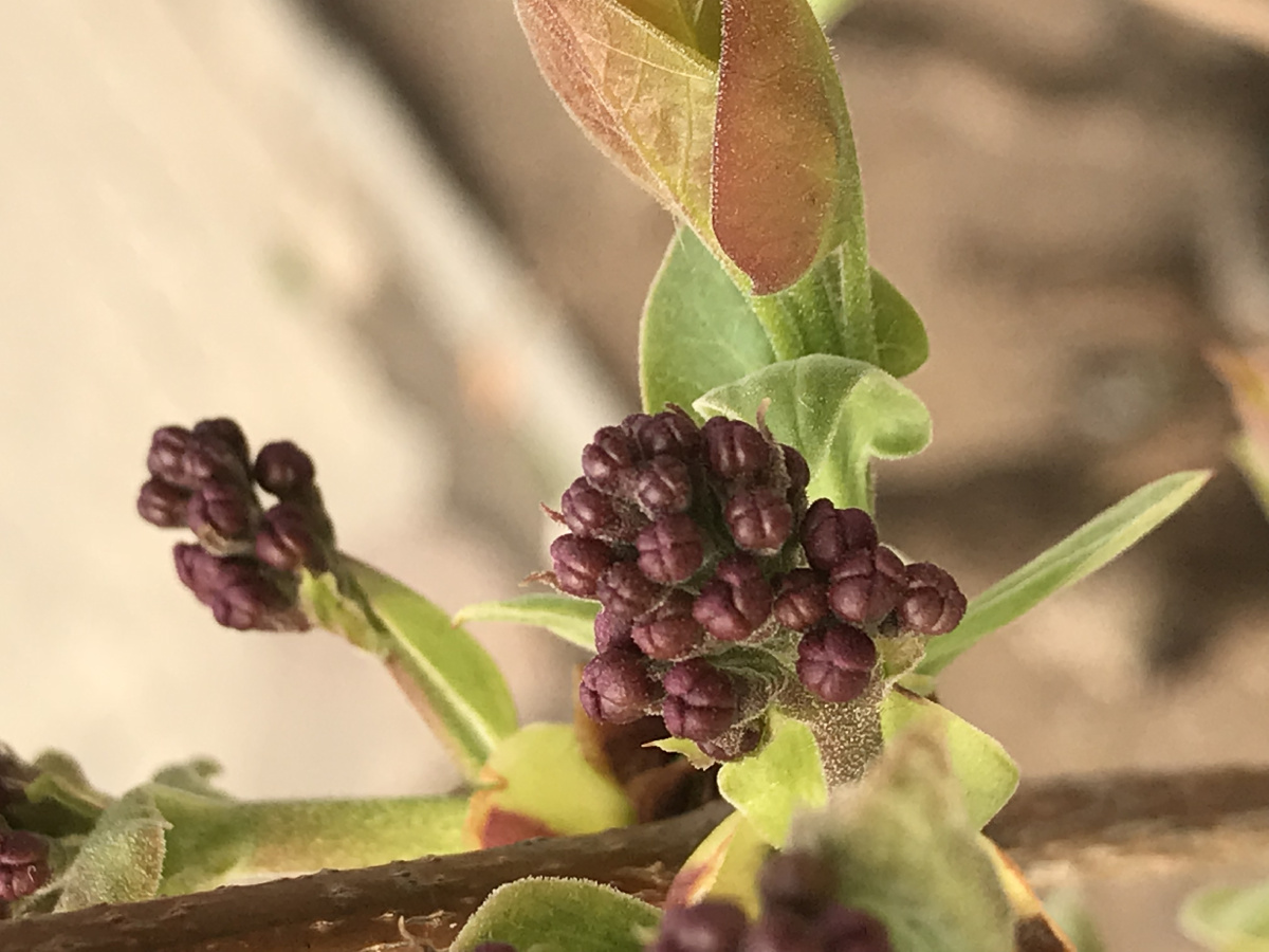 丁香花蕾