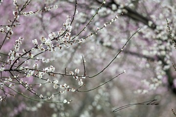 9F347E0B-B7CA-4058-8793-B97B3A00BDA6/L0/001