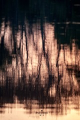 C3BF4669-EE9B-4443-AE44-B25A01333766/L0/001