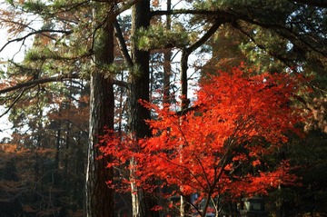 庐山红叶.jpg