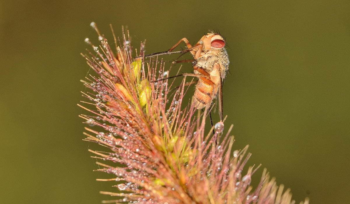 蝇- songyi - 图虫