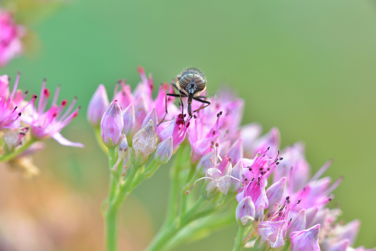 蝇- songyi - 图虫