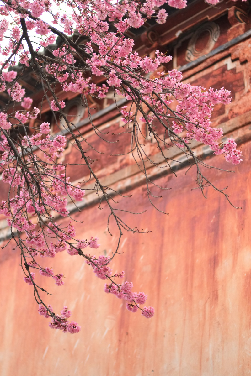 大理古城的春樱花开了 - 杨阿真的是很 - 图虫