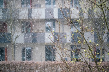 春雪-9841