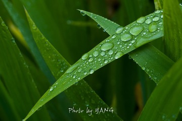 P5240151-1