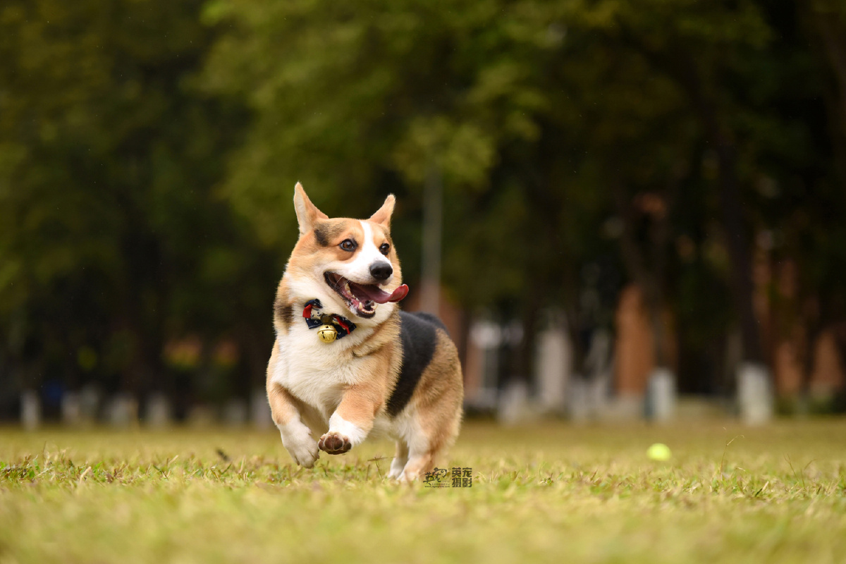 12月刚在广州拍摄的柯基君,照片先来欣赏一下