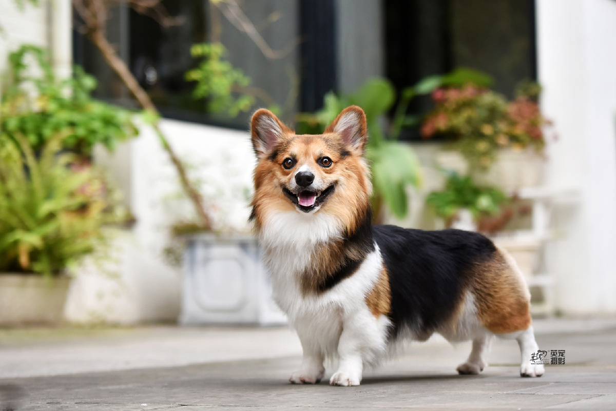 别以为柯基只会用腿卖萌人家可是专业牧牛犬没有点勇气可不能牧牛