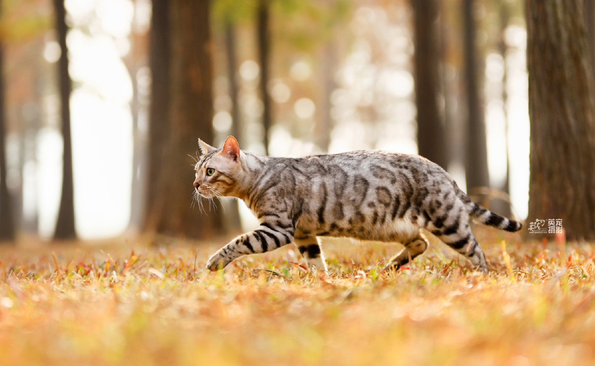 广州拍到的豹猫外景哇真的好帅啊图一仿佛看到了他的祖先在野外生活的
