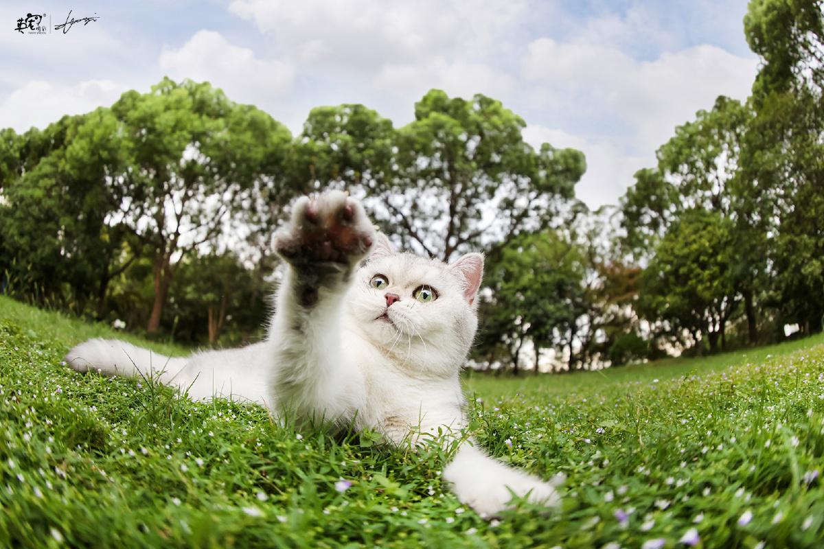 爱抓蝴蝶的小猫咪上海拍摄