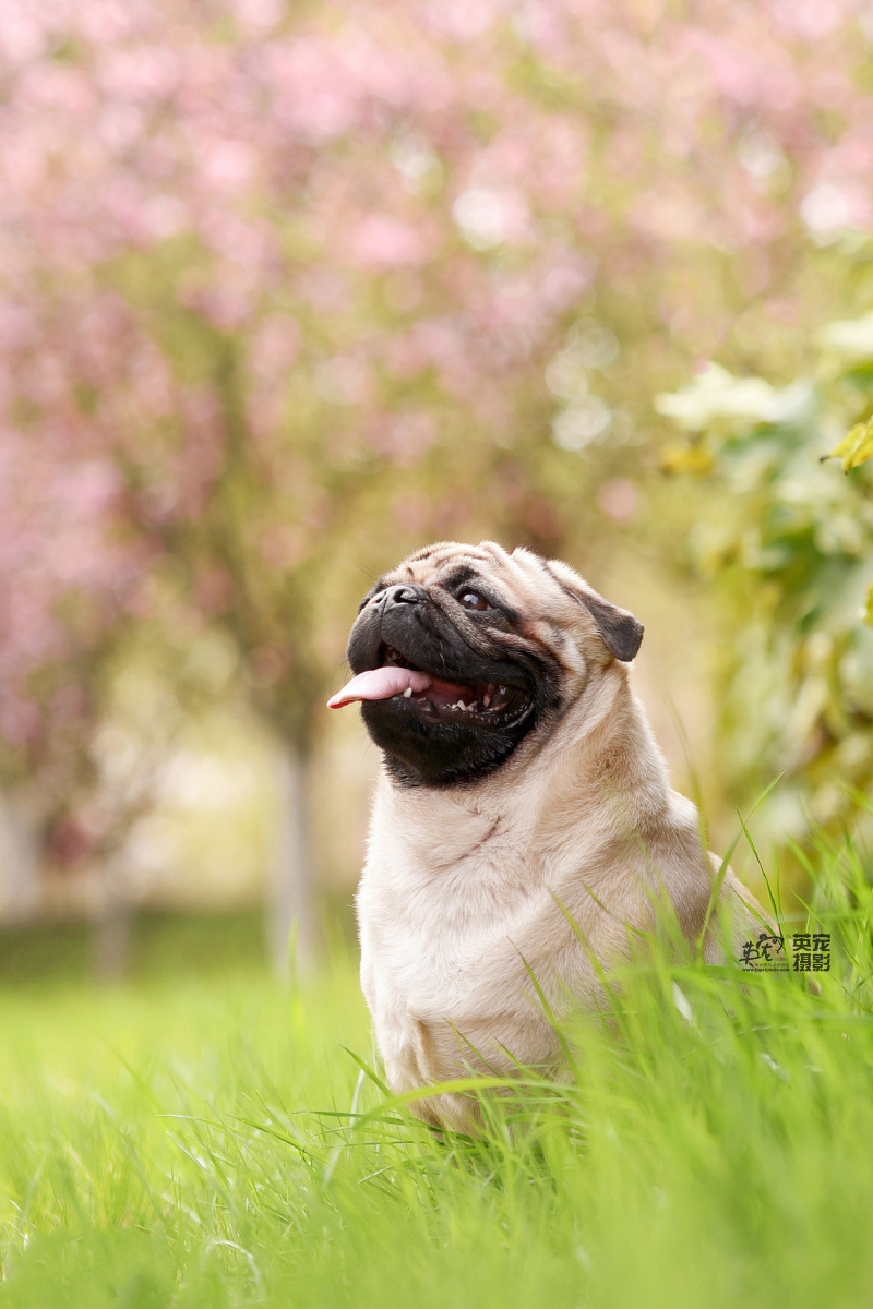 别看八哥总是囧囧的脸他们开心起来也是真的很开心