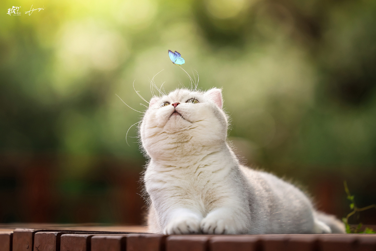 爱抓蝴蝶的小猫咪上海拍摄