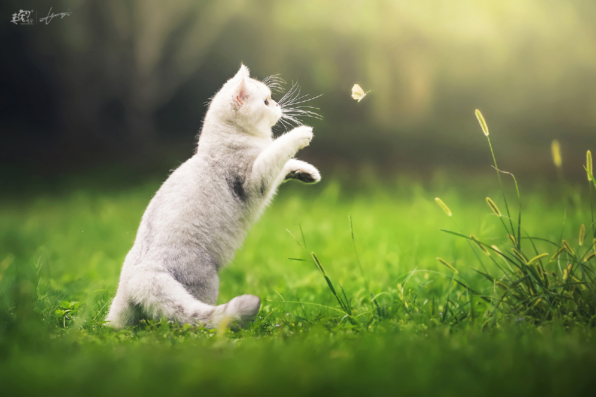 爱抓蝴蝶的小猫咪上海拍摄