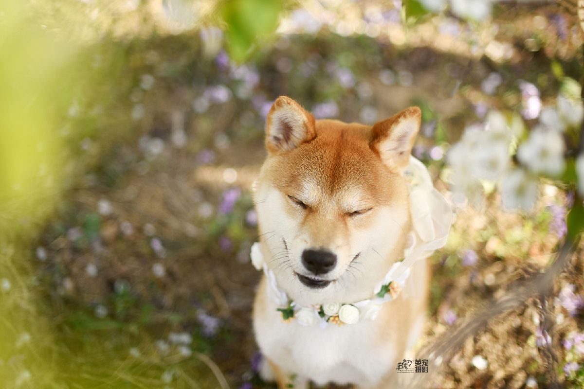 阴雨天让小柴柴的笑容治愈你每天看一看宠物的照片心里都会健康很多哦
