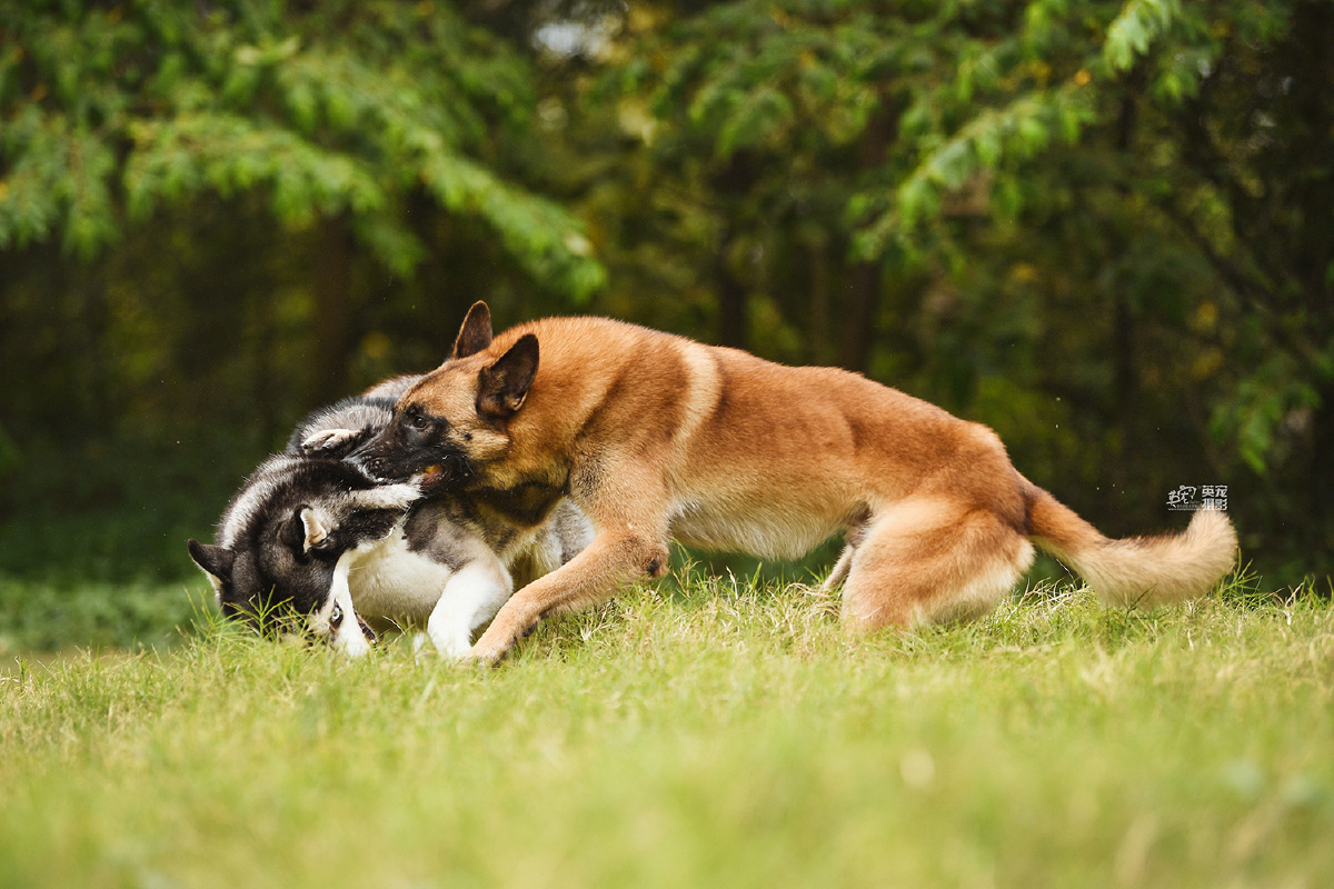 这是我们在海南拍摄的两个娃哈士奇叫跑跑马犬叫包子